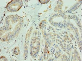 IRS1 Antibody (aa1-160)