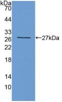 TIGIT Antibody (aa28-246, Cy3)