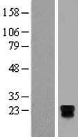TSPAN18 / TSPAN Protein (Over-Expression Lysate Myc-DDK (Flag))