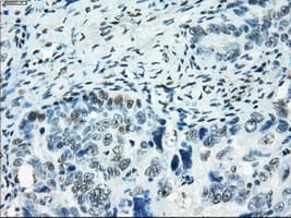 SATB1 Antibody (clone OTI11H4, Carrier-free)