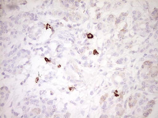 Monoclonal Mouse anti-Human CLOCK Antibody (clone OTI2H7, aa1-285, IHC, WB)