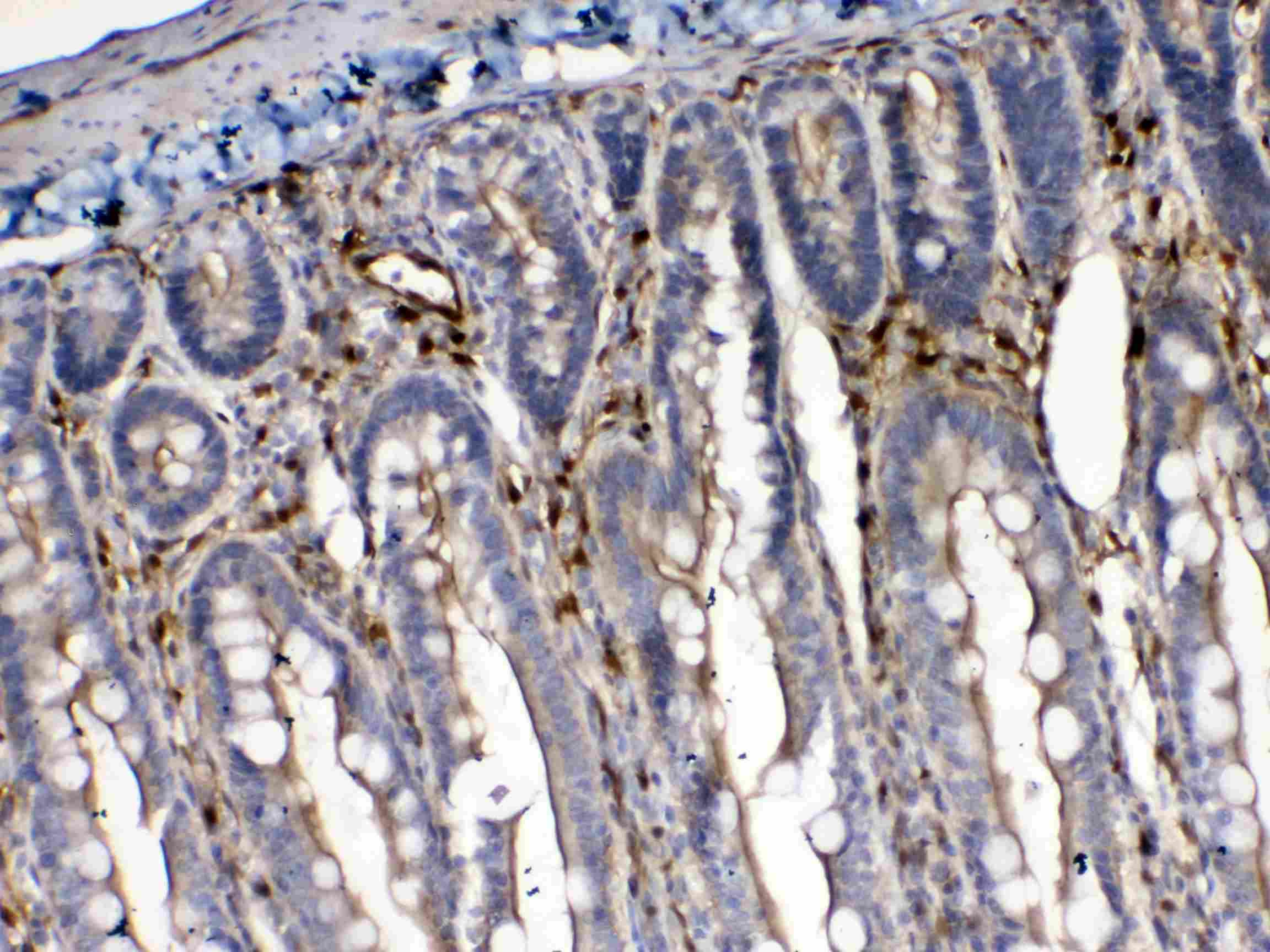 CYGB / Cytoglobin Antibody
