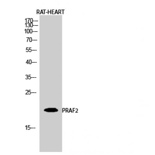 PRAF2 Antibody (100-180 aa, C-terminal)