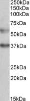 IHC-plus™ Polyclonal Goat anti-Human MICU1 / CBARA1 Antibody (aa113-126, IHC, WB)