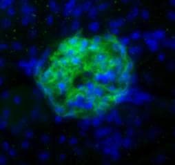 Monoclonal Syrian hamster anti-Mouse PDPN / Podoplanin Antibody (clone 8.1.1, IHC, WB)