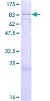 Human TRIM8 / GERP Protein (Recombinant GST)