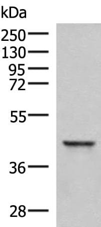 SAMSN1 Antibody
