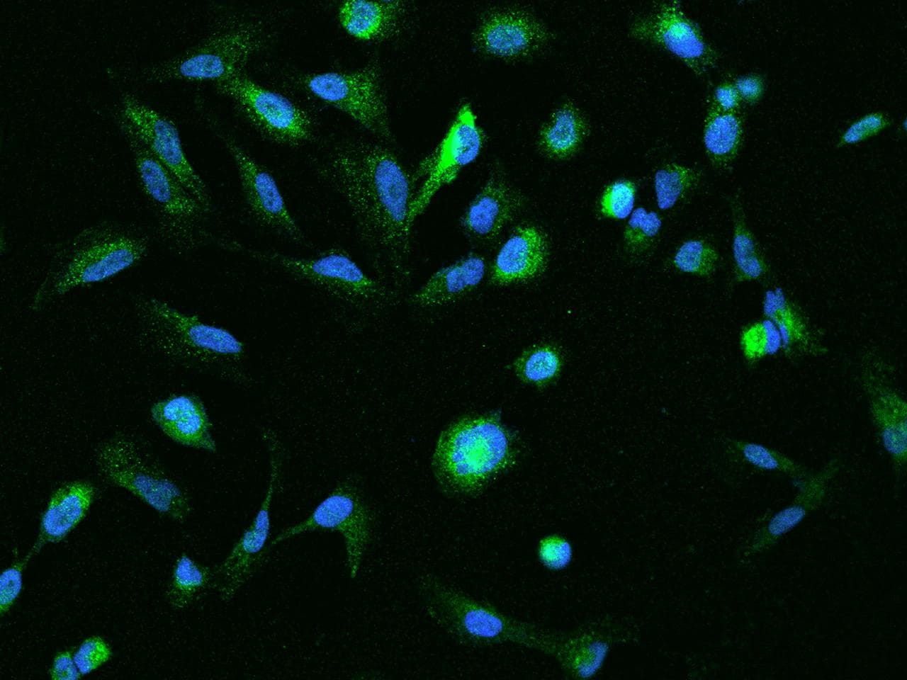 KIAA0226L Antibody