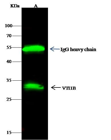 VTI1B Antibody (Preservative Free)