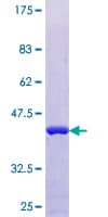 Human AHSP / EDRF Protein (Recombinant GST)