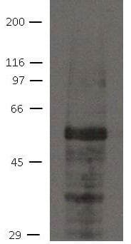 Monoclonal Mouse anti-Human JUB / Ajuba Antibody (clone 21G4, WB)