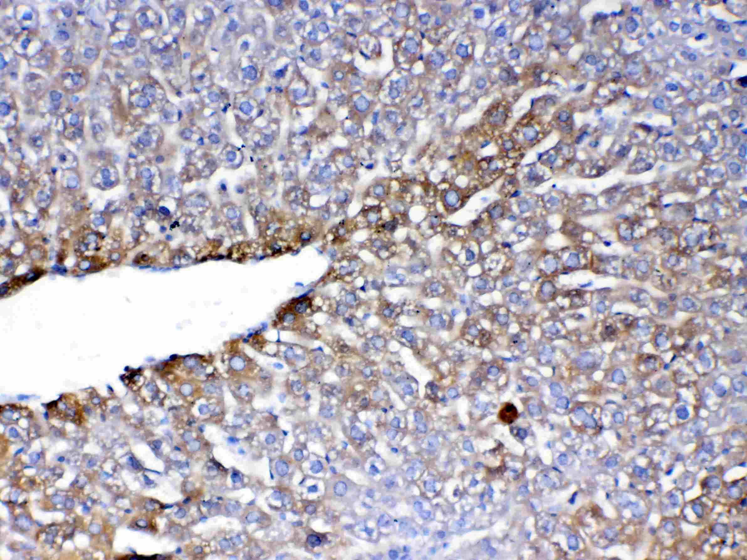 PON1 / ESA Antibody