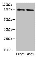 Polyclonal Rabbit anti-Human HOOK1 Antibody (IHC, WB)
