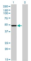 PPOX Antibody (clone 2F10)