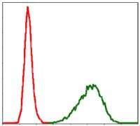 TUBA8 / Tubulin Alpha 8 Antibody (clone 2D6)
