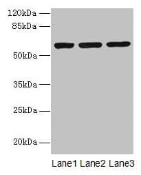 MIER2 Antibody