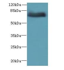 ADGRL4 / ELTD1 Antibody (aa85-299)