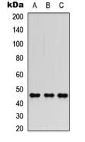 FOXP3 Antibody (Internal)