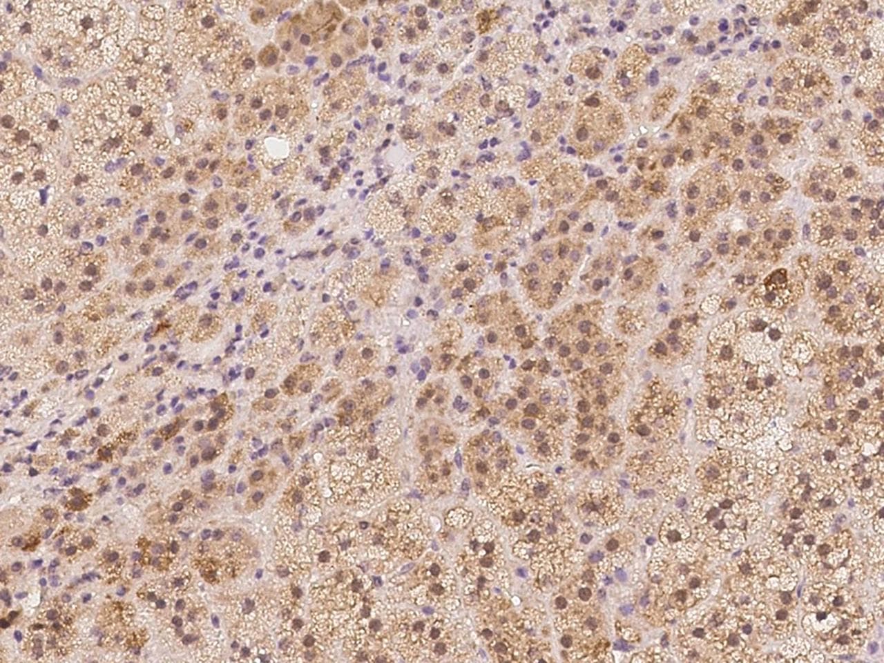 ACSBG1 / hsBG Antibody