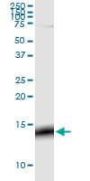 GNG3 Antibody (clone 1E10-1B5)