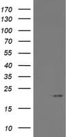 ARL2BP / BART Antibody (clone OTI1A10)