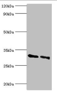 KCTD15 Antibody (aa1-234)