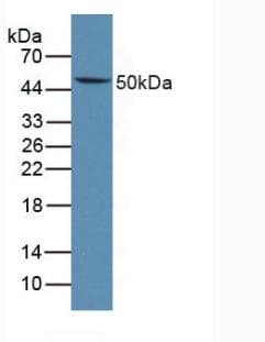 LTBR Antibody (aa128-395, Biotin)