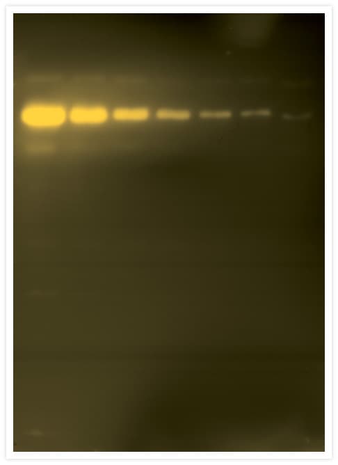 Alpha Tubulin Antibody (clone 236-10501)