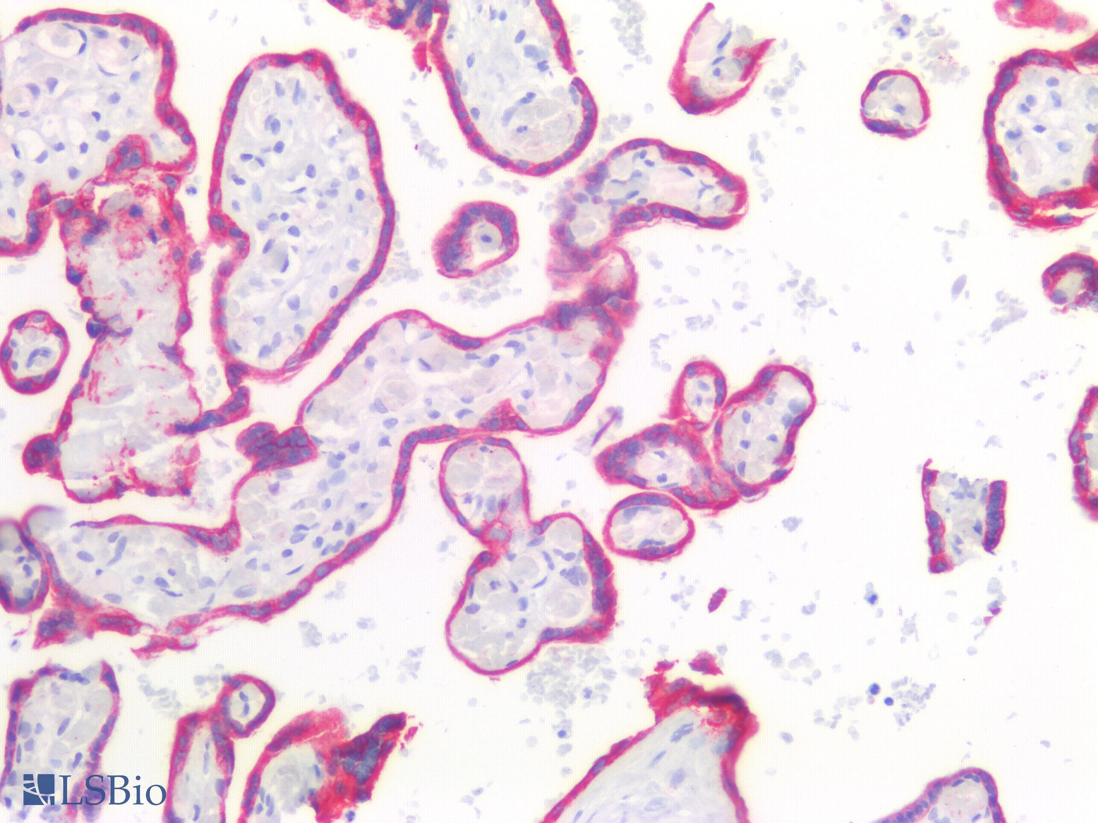 PathPlus™ KRT8 / CK8 / Cytokeratin 8 Antibody (Internal)