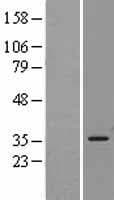HMOX1 / HO-1 Protein (Over-Expression Lysate Myc-DDK (Flag))