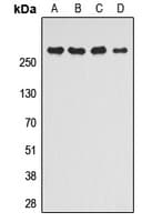 MTOR Antibody (phospho-S2448)