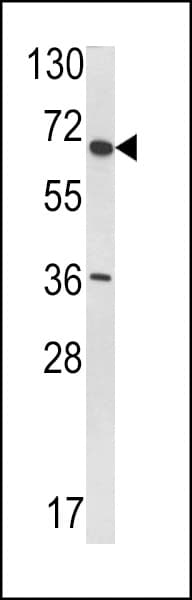USP33 / VDU1 Antibody (aa799-829)