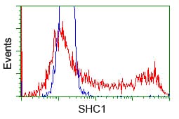 p66 / SHC Antibody (clone OTI3H1)