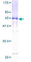 Human DTNA / Dystrobrevin Alpha Protein (Recombinant GST)