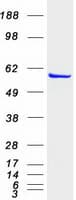 Human IMPDH1 Protein (Recombinant Myc-DDK (Flag))