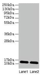 DAD1 Antibody