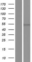 EIF2S3 / EIF2G Protein (Over-Expression Lysate Myc-DDK (Flag))