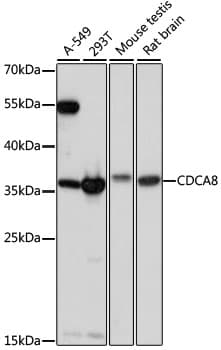CDCA8 / Borealin Antibody
