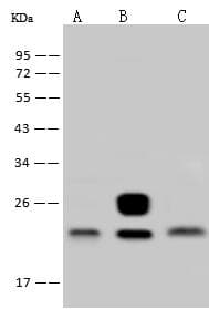 Polyclonal Rabbit anti-Human EMA / MUC1 Antibody (Preservative Free, WB)
