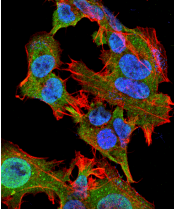 GFAP Antibody (clone S206A-8)