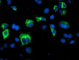 Paraplegin / SPG7 Antibody (clone OTI1H4)