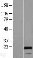 MOCS2 Protein (Over-Expression Lysate Myc-DDK (Flag))