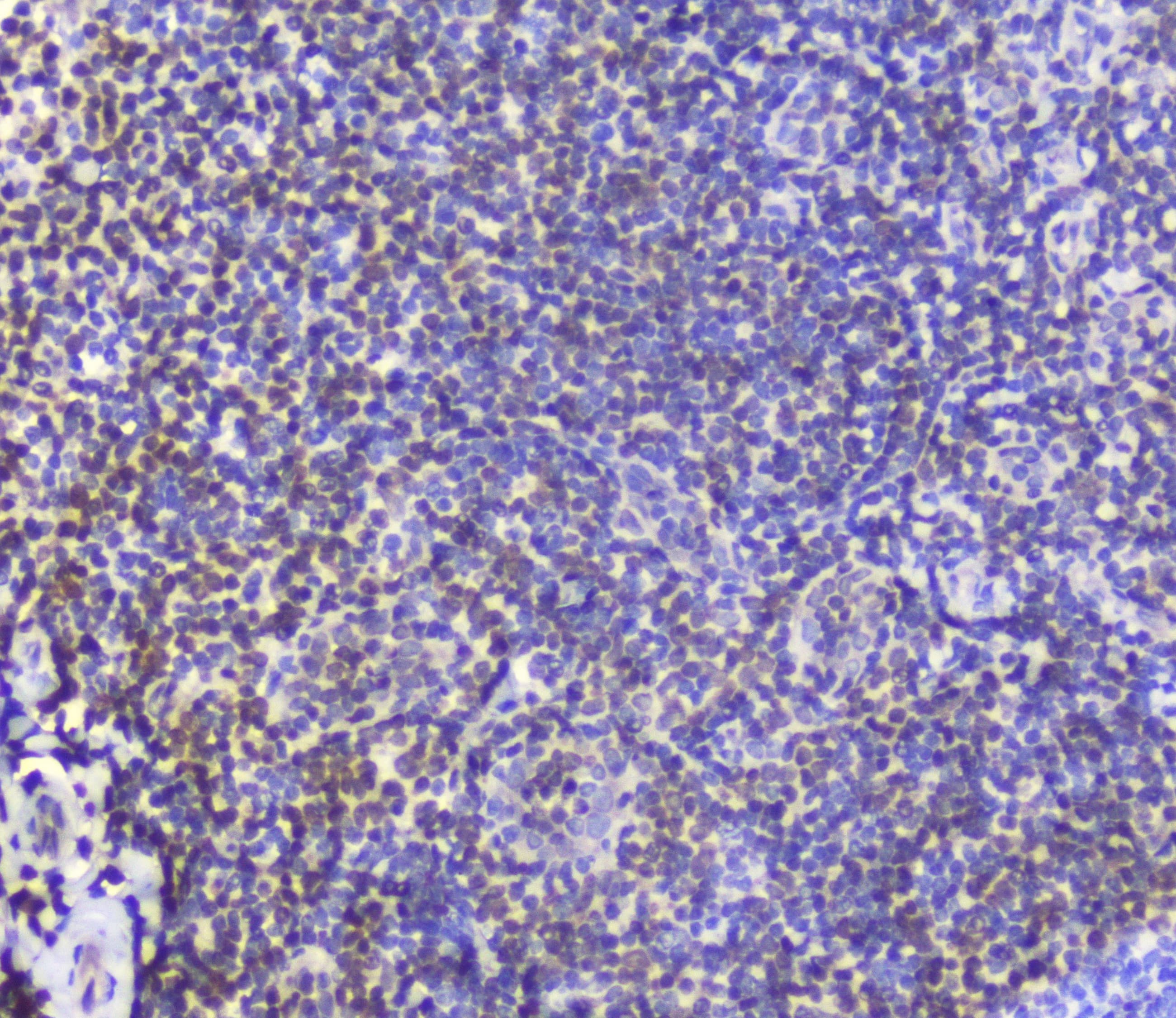 AHR Antibody