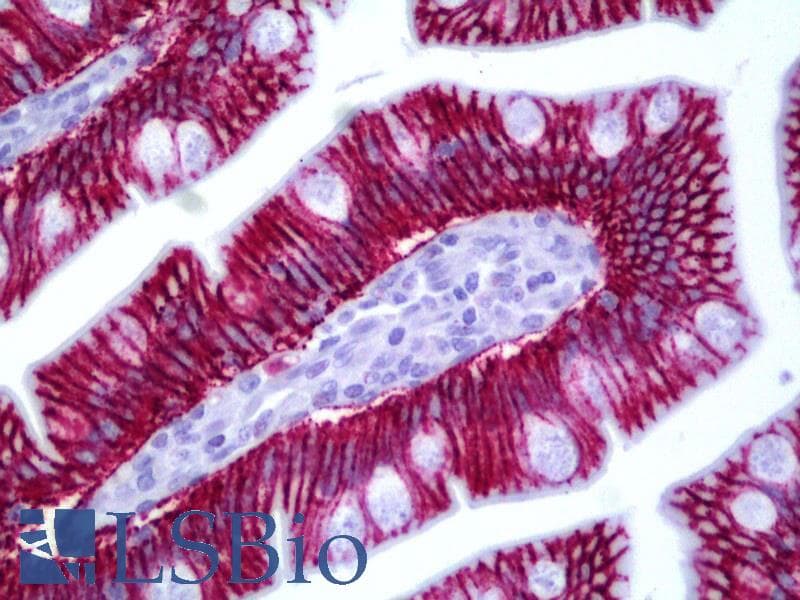 PathPlus™ CLDN1 / Claudin 1 Antibody (aa162-211)