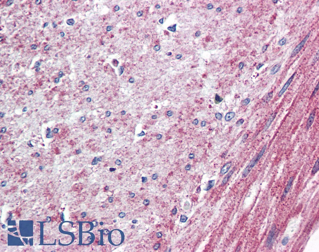 IHC-plus™ ADGRL4 / ELTD1 Antibody (N-Terminus)