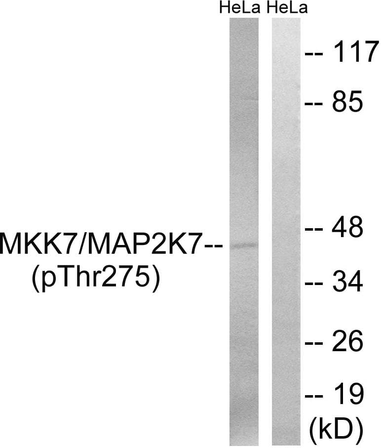 MAP2K7 / MEK7 Antibody (phospho-Thr275)