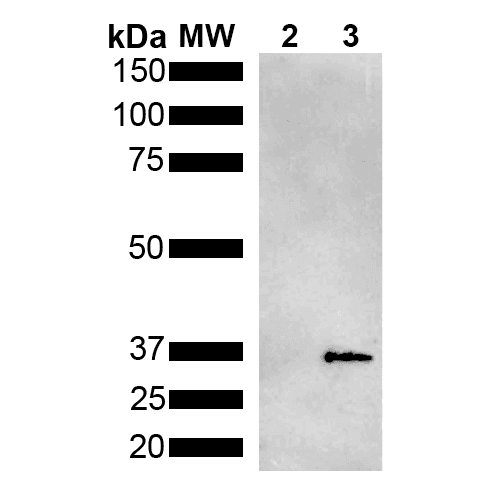 Monoclonal Mouse anti-Pseudomonas aeruginosa Metallothionein Antibody (clone 2B5, WB)