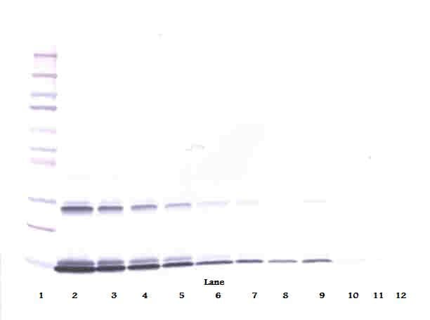 IL3 Antibody (Biotin)