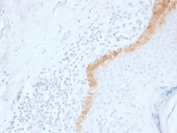 KRT15 / CK15 / Cytokeratin 15 Antibody (clone LHK15, Azide-free, BSA-free)