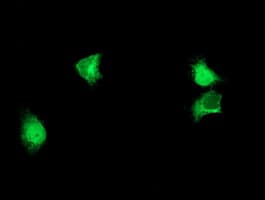 ALG2 Antibody (clone OTI2A3, Carrier-free)